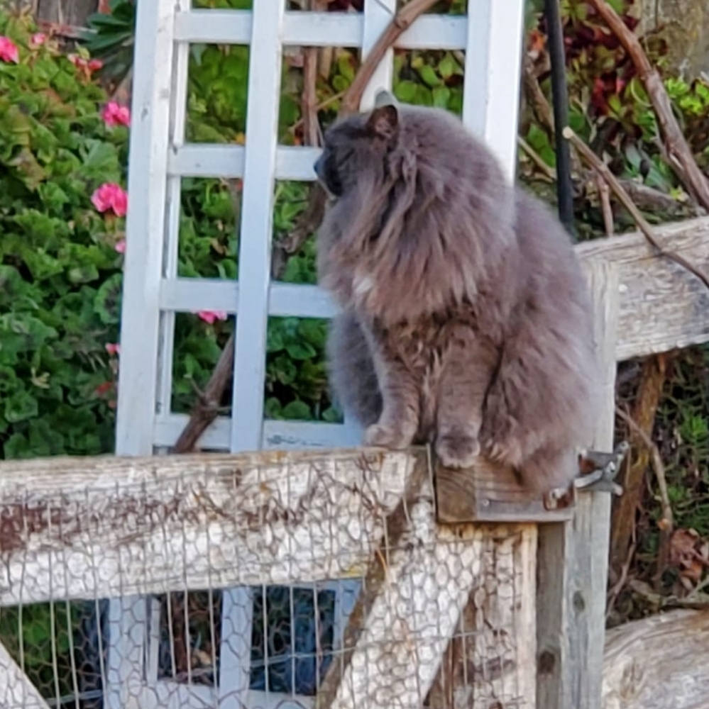 Meet your Posher, Viv